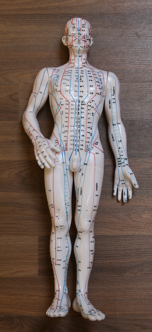 50公分男性人體針灸模型 (簡體中文+國際代碼對照版)